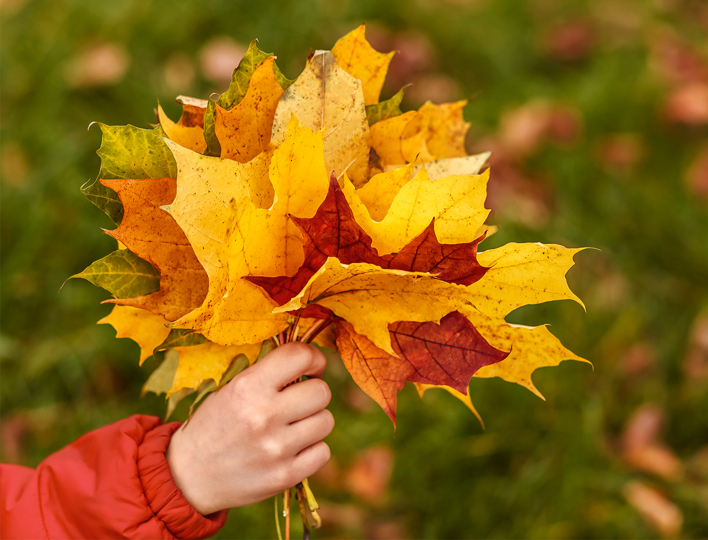Im Herbst beginnt der Kindergarten